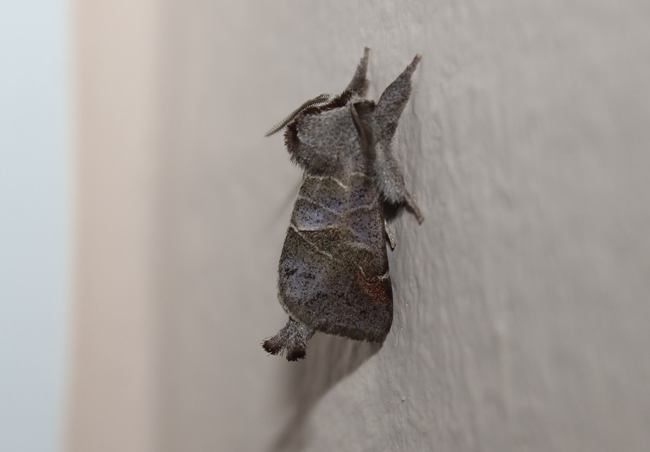 Clostera pigra - apró levélszövő