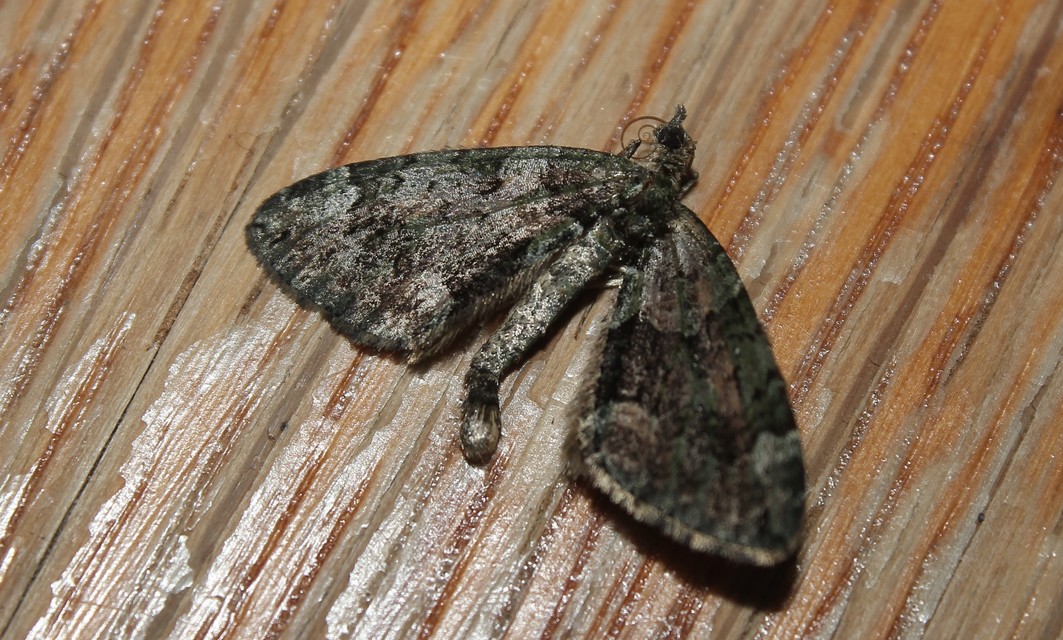Chloroclysta siterata - salátazöld araszoló