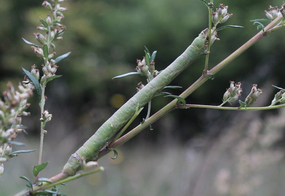 Biston betularia - szürkepettyes araszoló