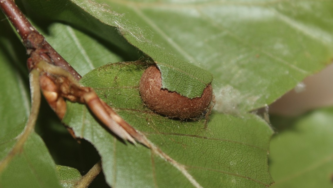 Apoda limacodes - kagylólepke