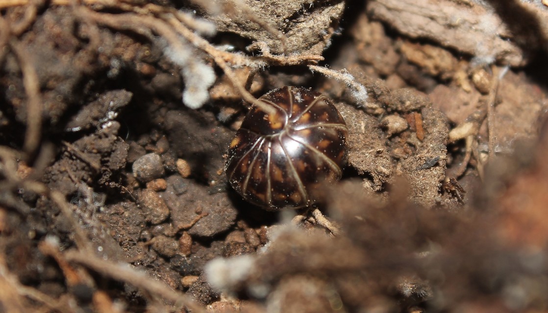 Glomeridae