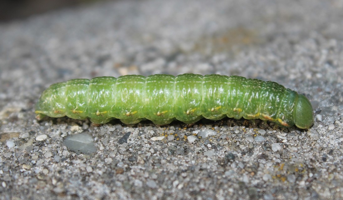 Drymonia querna - tölgyfa-púposszövő