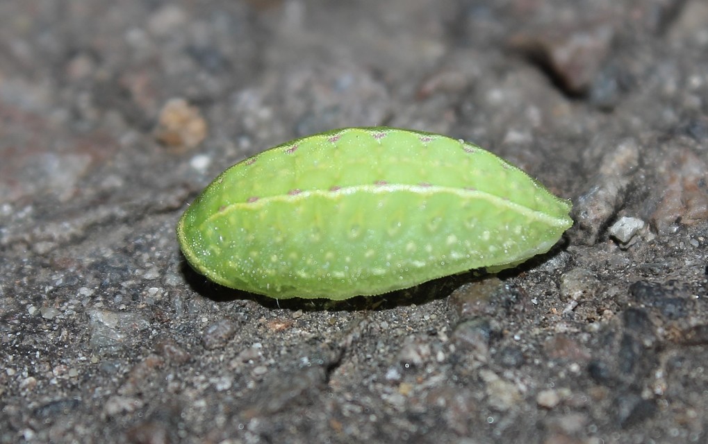 Apoda limacodes - kagylólepke