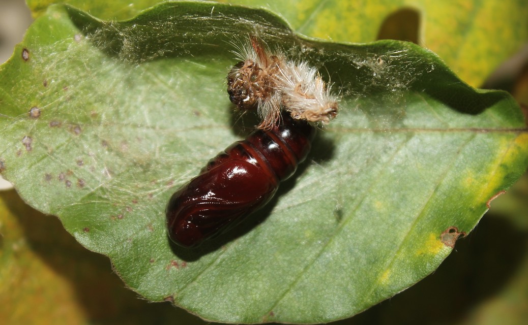 Colocasia coryli - mogyoróbagoly