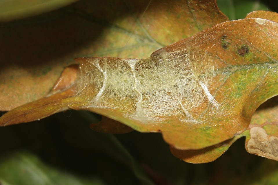 Watsonalla cultraria - bükkfa-sarlósszövő