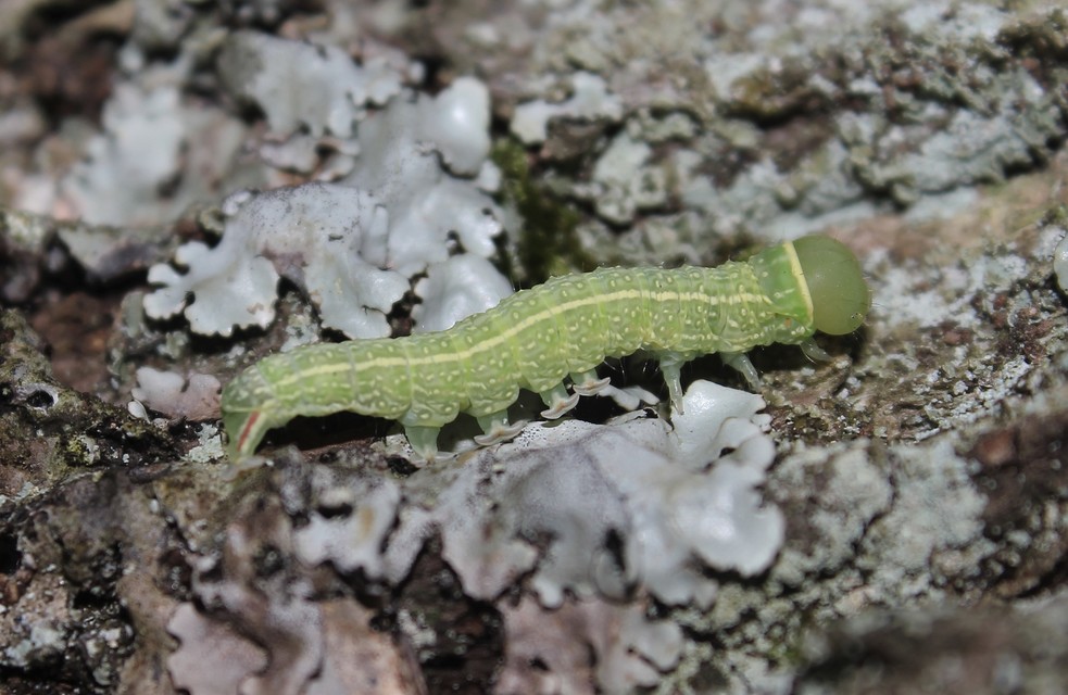 Pseudoips prasinana - bükkfa-zöldbagoly