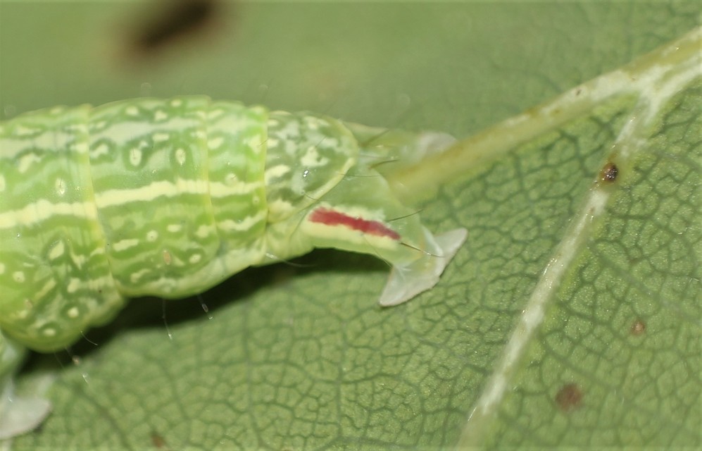 Pseudoips prasinana - bükkfa-zöldbagoly