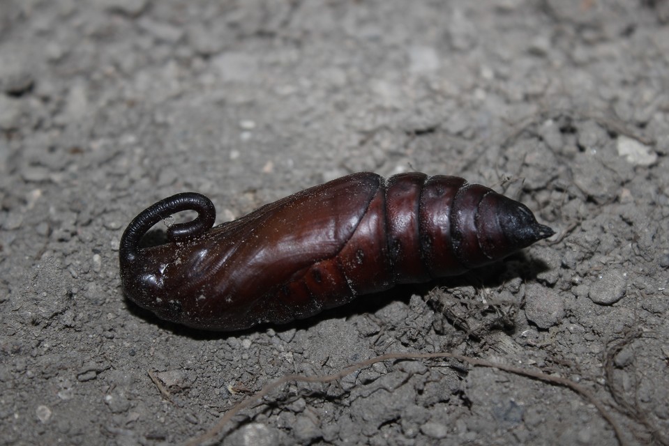 Agrius convolvuli - szulákszender
