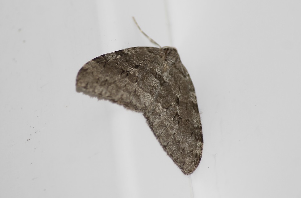 Epirrita christyi/dilutata