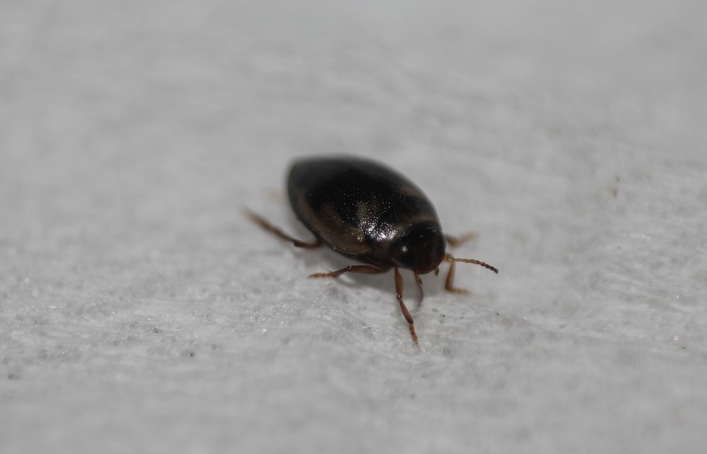Hygrotus inaequalis - gyakori aprócsíkbogár