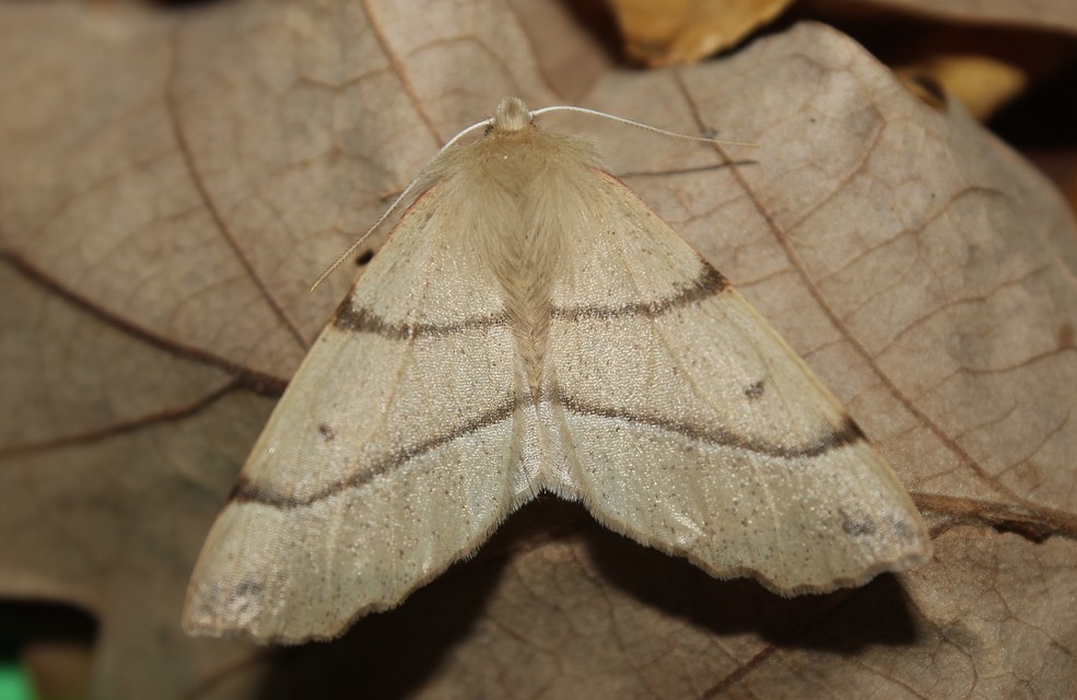 Colotois pennaria - tollascsápú araszoló