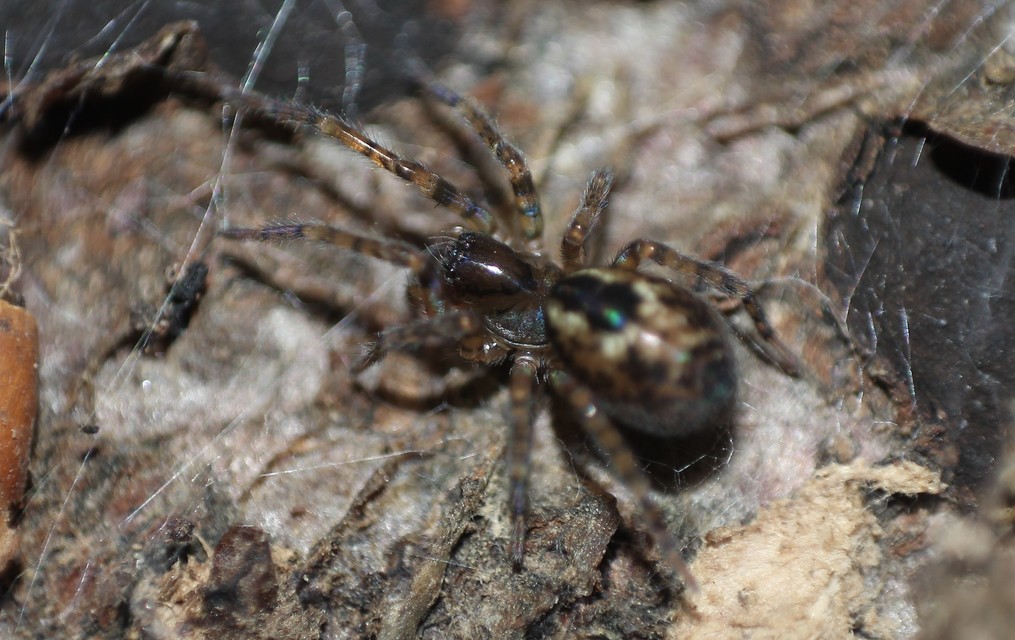 Amaurobius fenestralis - ablakos eretnekpók