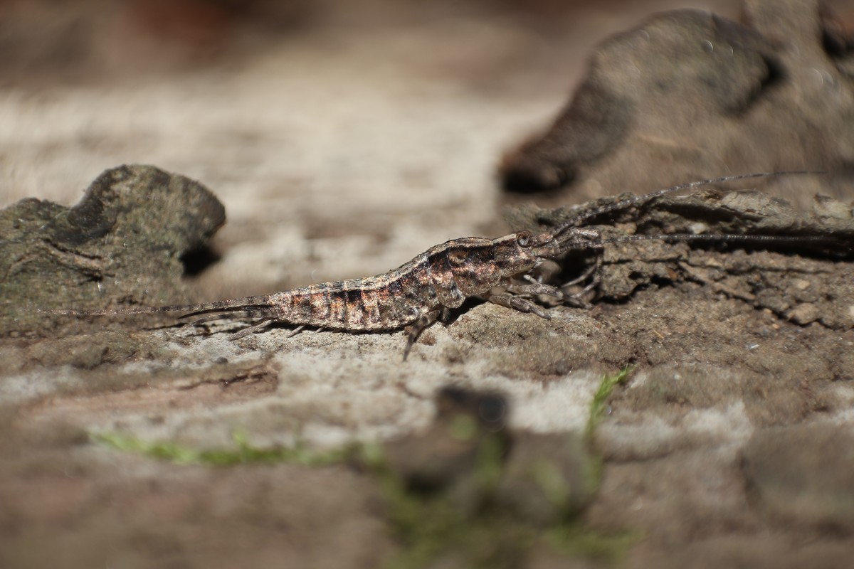 Archaeognatha - Ugróősrovarok
