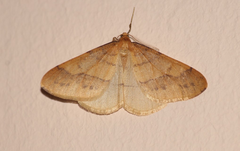 Agriopis aurantiaria - aranysárga téliaraszoló