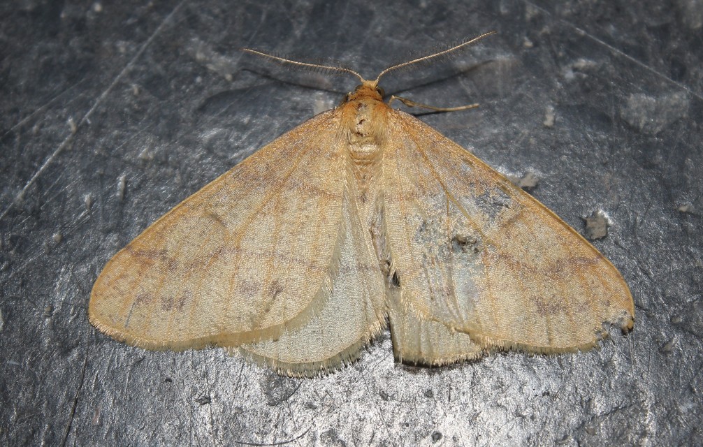 Agriopis aurantiaria - aranysárga téliaraszoló