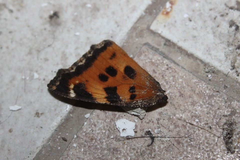 Nymphalis xanthomelas - vörös rókalepke