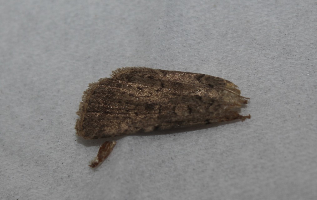 Rhyacia simulans - hamvas földibagoly