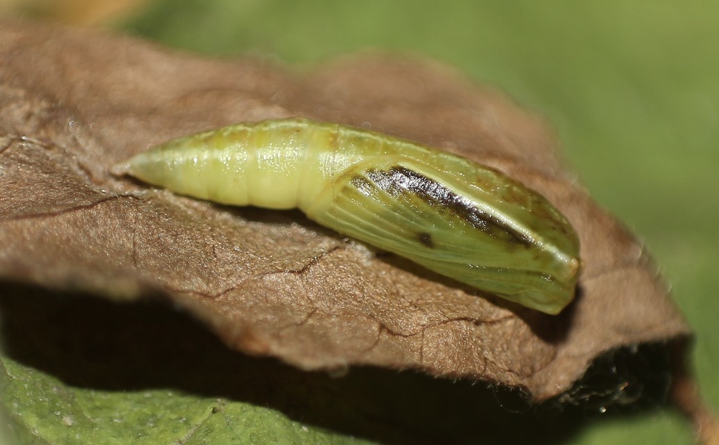 Cyclophora annularia - gyűrűs pettyesaraszoló