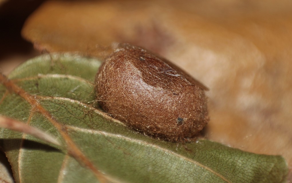 Apoda limacodes - kagylólepke