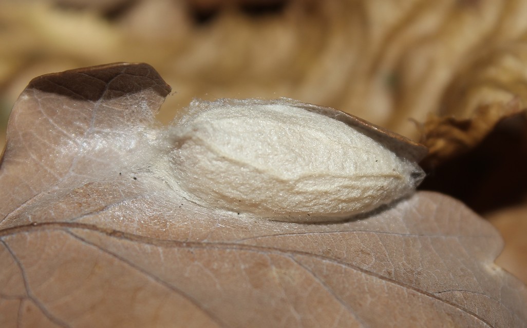 Pseudoips prasinana - bükkfa-zöldbagoly