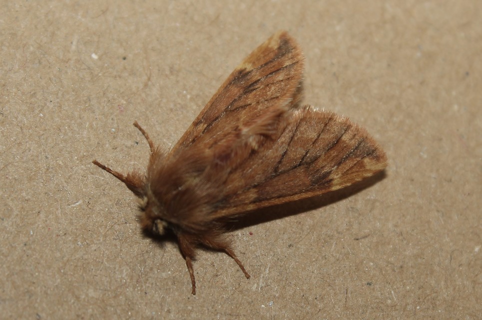 Ptilophora plumigera - tollas púposszövő