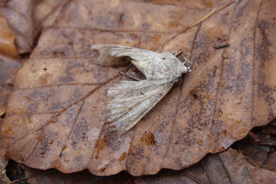 Ammoconia caecimacula - szürke őszibagoly