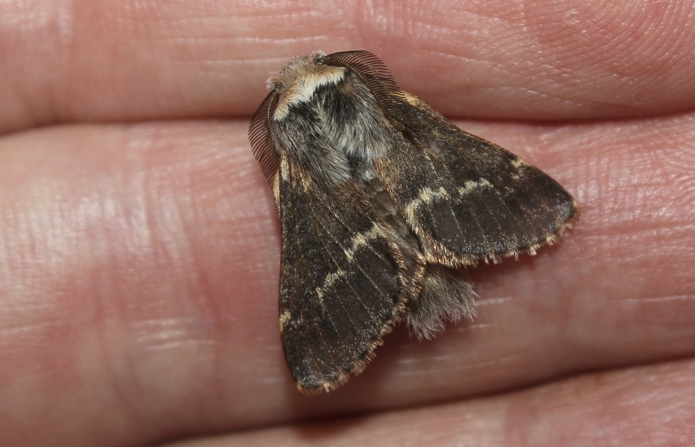 Poecilocampa populi - nyárfaszövő