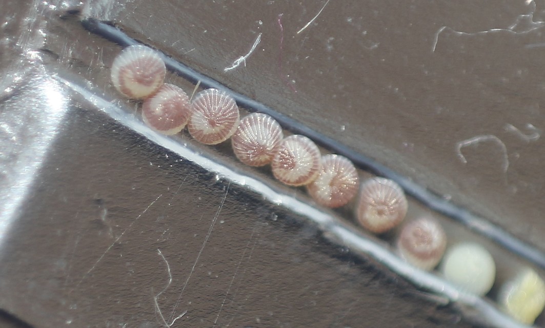 Paradrina clavipalpis - közönséges selymesbagoly