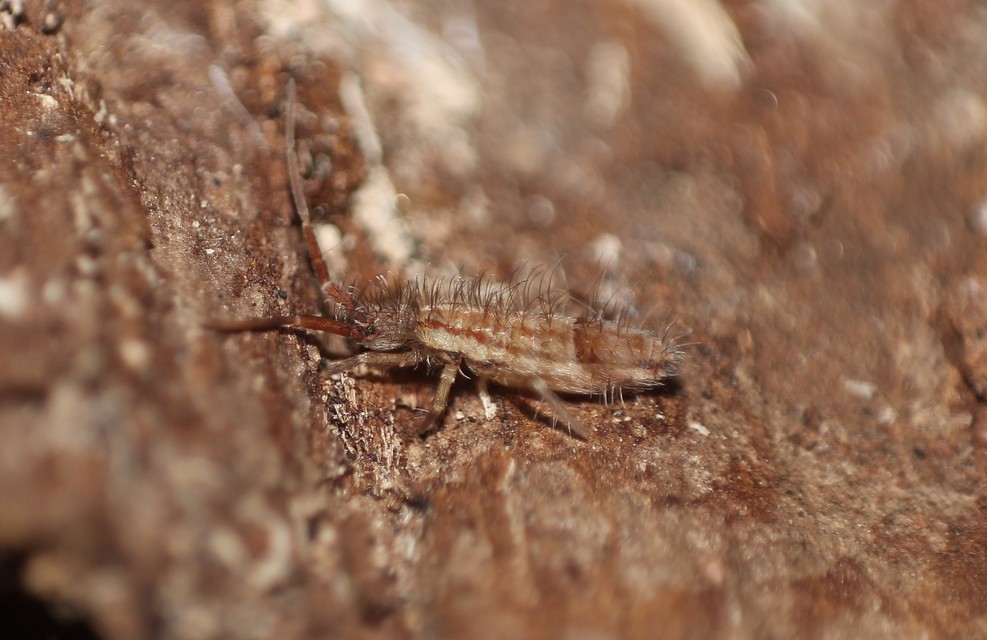 Orchesella flavescens