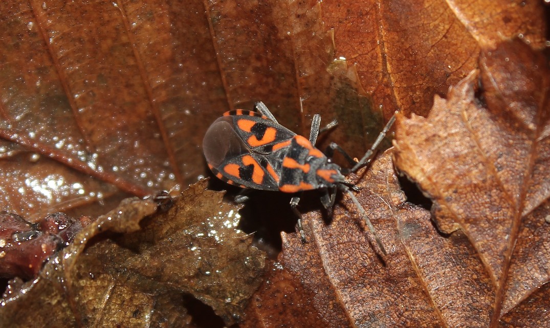 Spilostethus saxatilis - virágbodobács