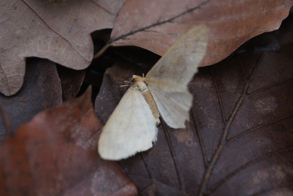 Agriopis aurantiaria - aranysárga téliaraszoló