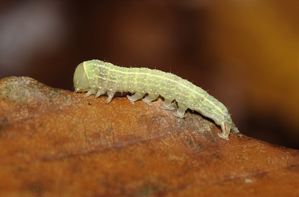 Pseudoips prasinana - bükkfa-zöldbagoly