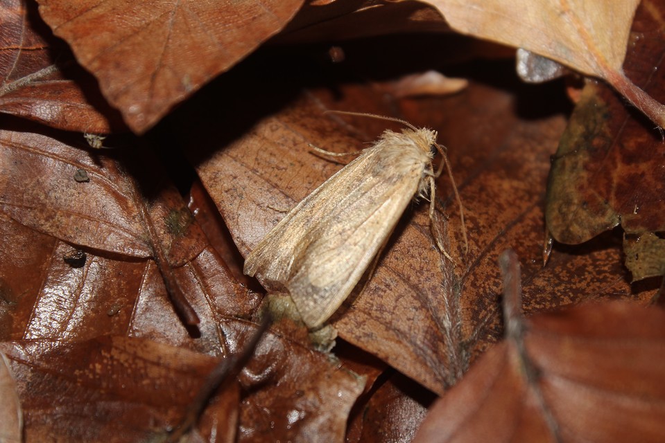 Sunira circellaris - okkersárga őszibagoly Sunira circellaris - okkersárga őszibagoly
