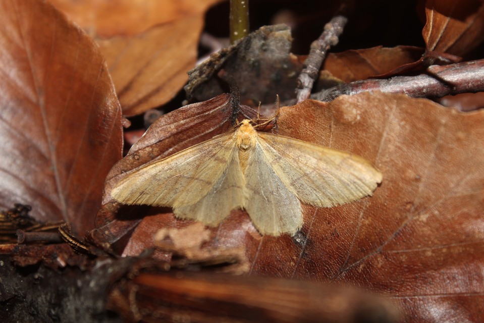 Agriopis aurantiaria - aranysárga téliaraszoló