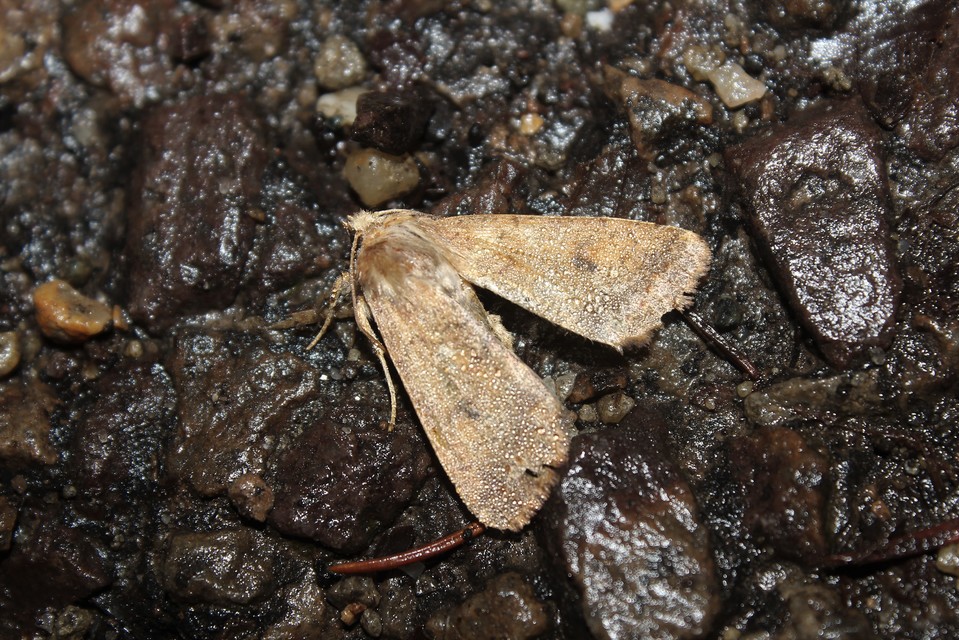 Sunira circellaris - okkersárga őszibagoly Sunira circellaris - okkersárga őszibagoly