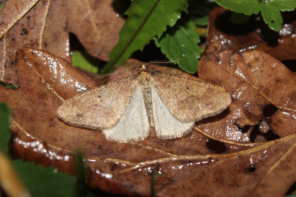 Erannis defoliaria - nagy téliaraszoló