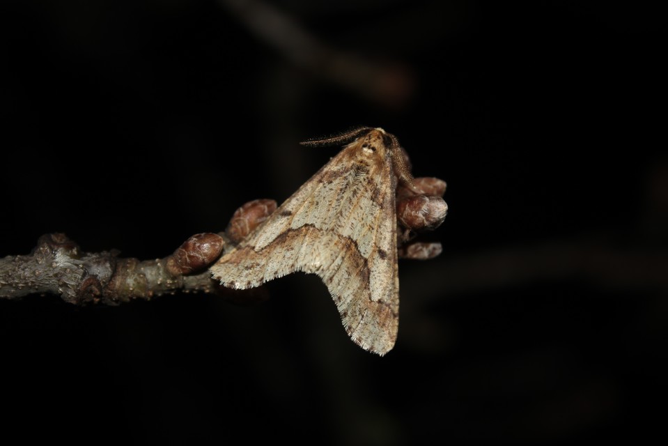 Erannis defoliaria - nagy téliaraszoló