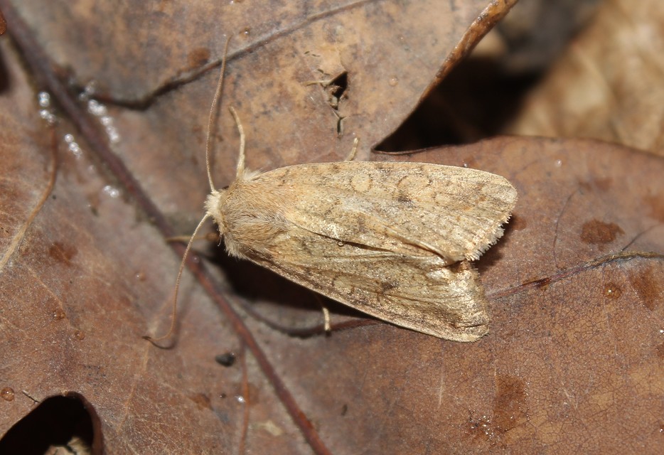 Sunira circellaris - okkersárga őszibagoly