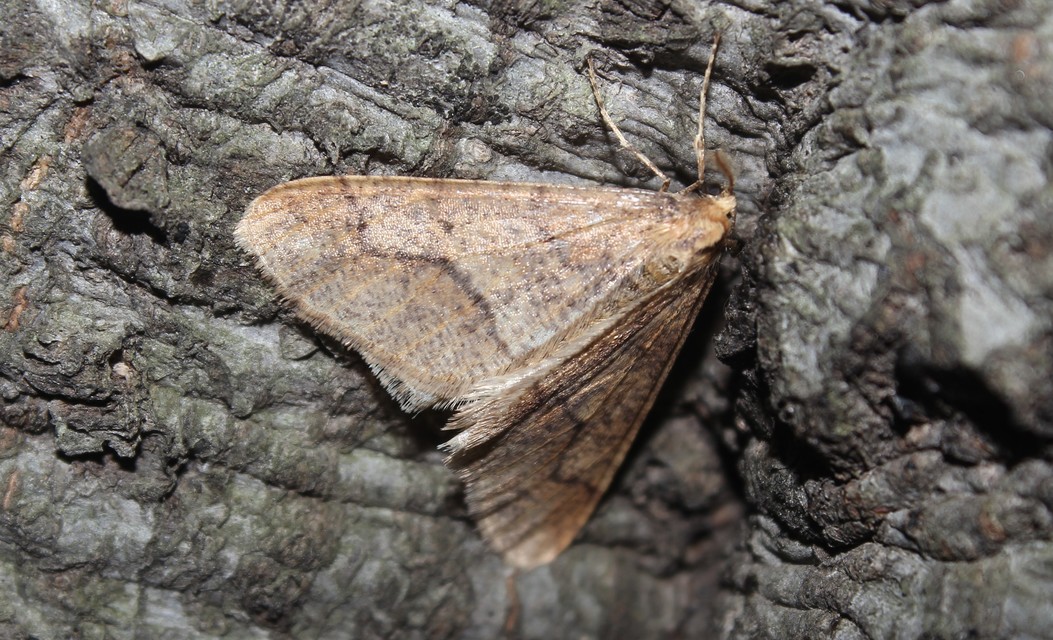 Erannis defoliaria - nagy téliaraszoló