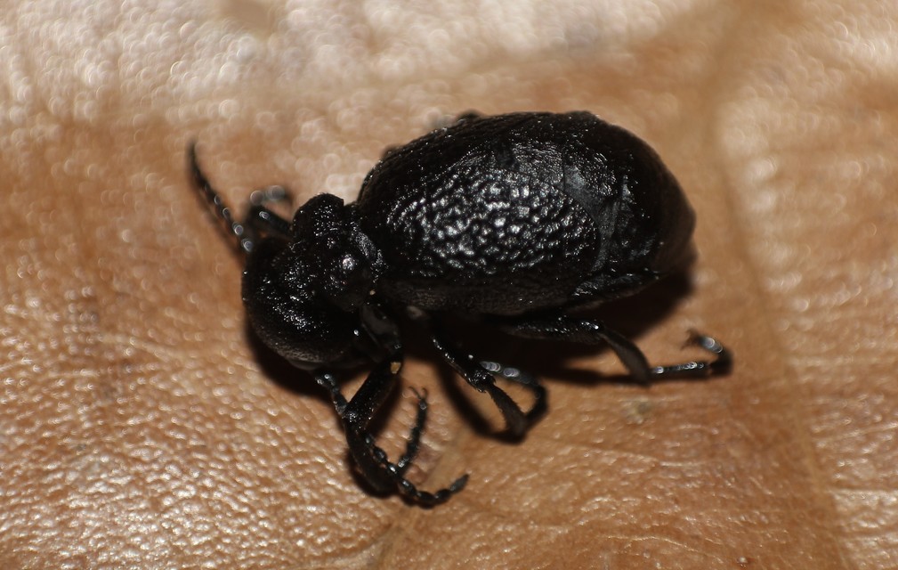 Meloe rugosus - ráncos nünüke
