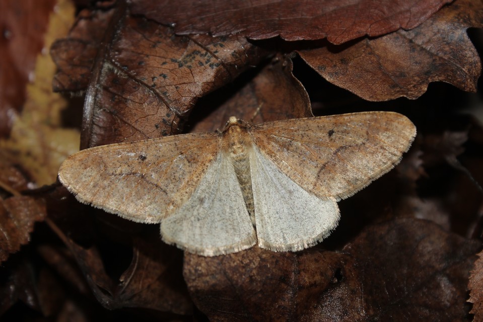 Erannis defoliaria - nagy téliaraszoló