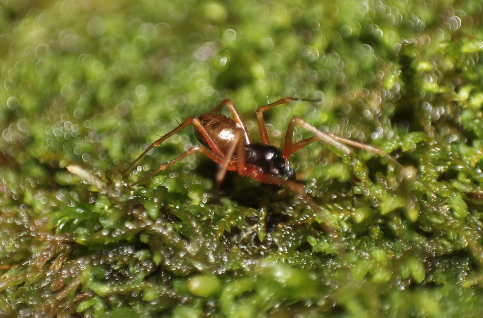 Linyphiidae - vitorláspókok