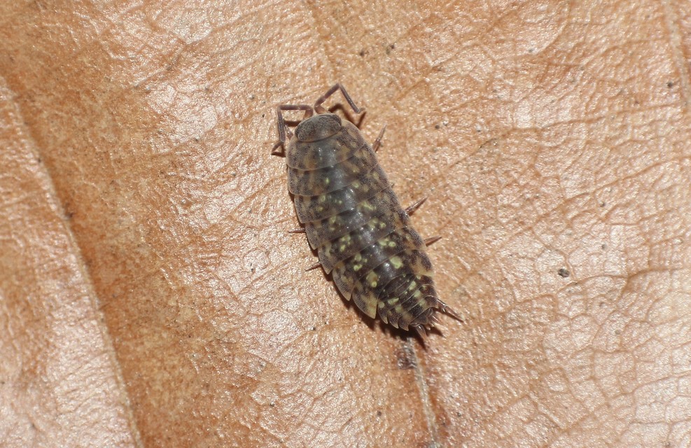 Lepidoniscus minutus - pikkelyes ászka