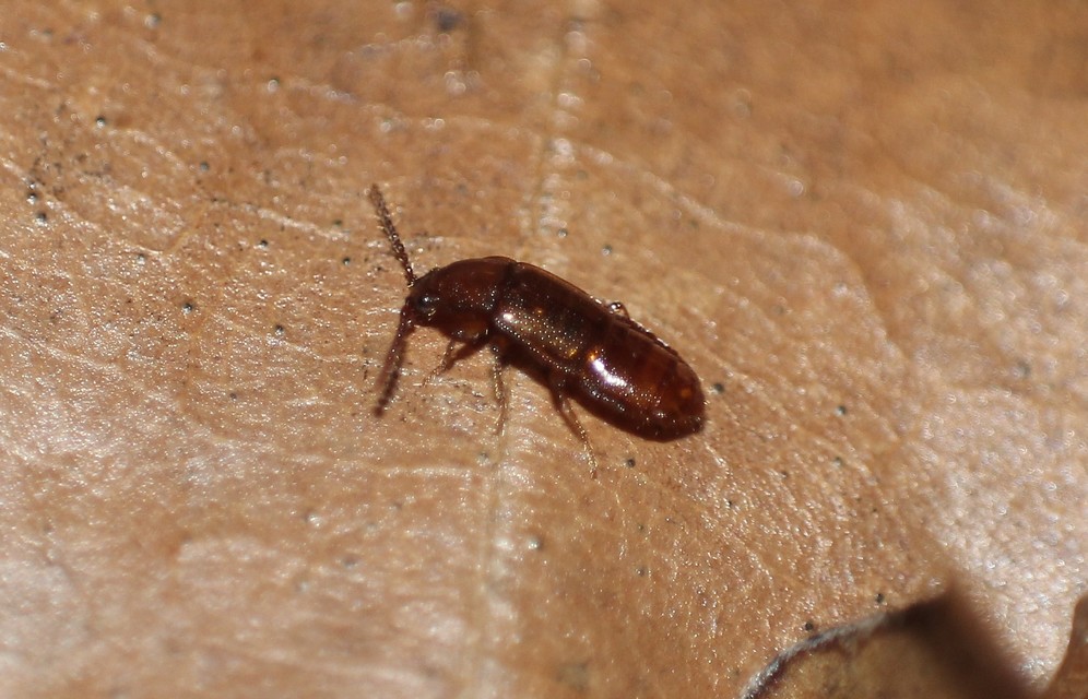 Acidota cruentata - téli felemásholyva