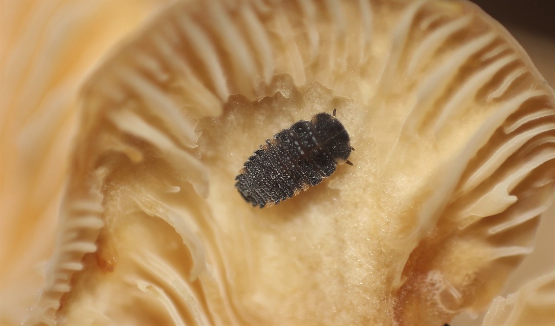 Endomychus coccineus - négypettyes álböde