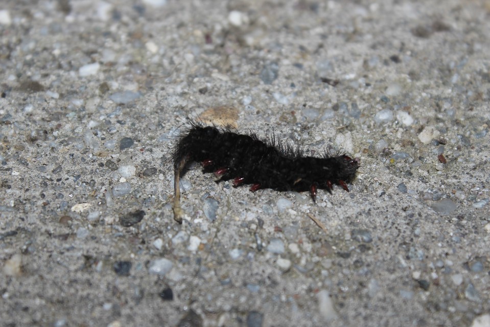 Arctia villica - fekete medvelepke