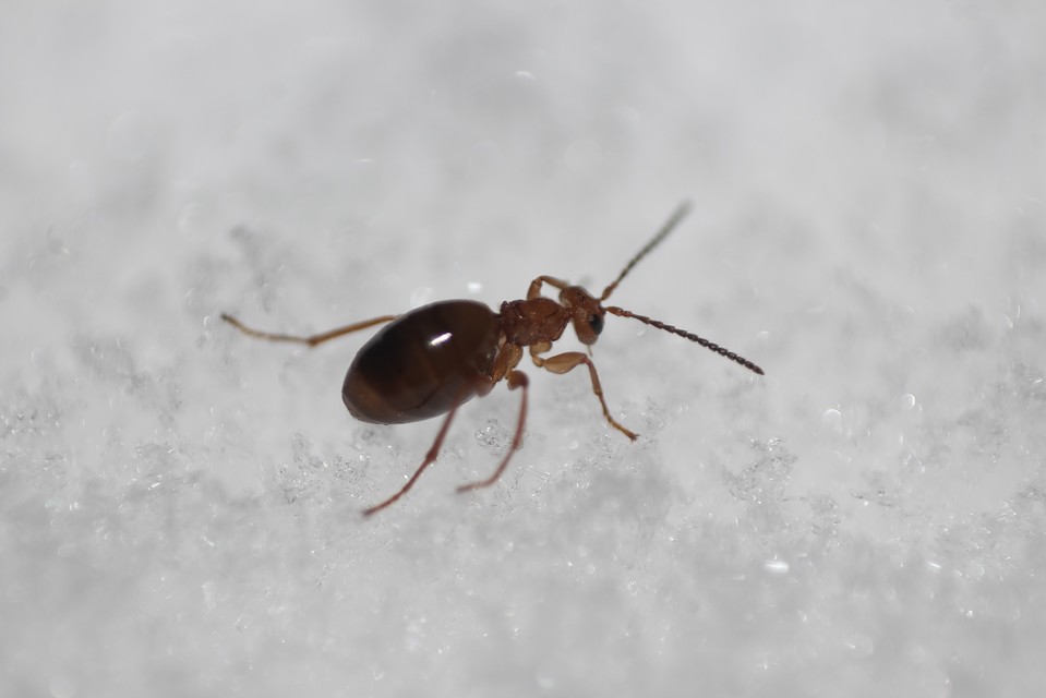 Cynipidae - gubacsdarazsak