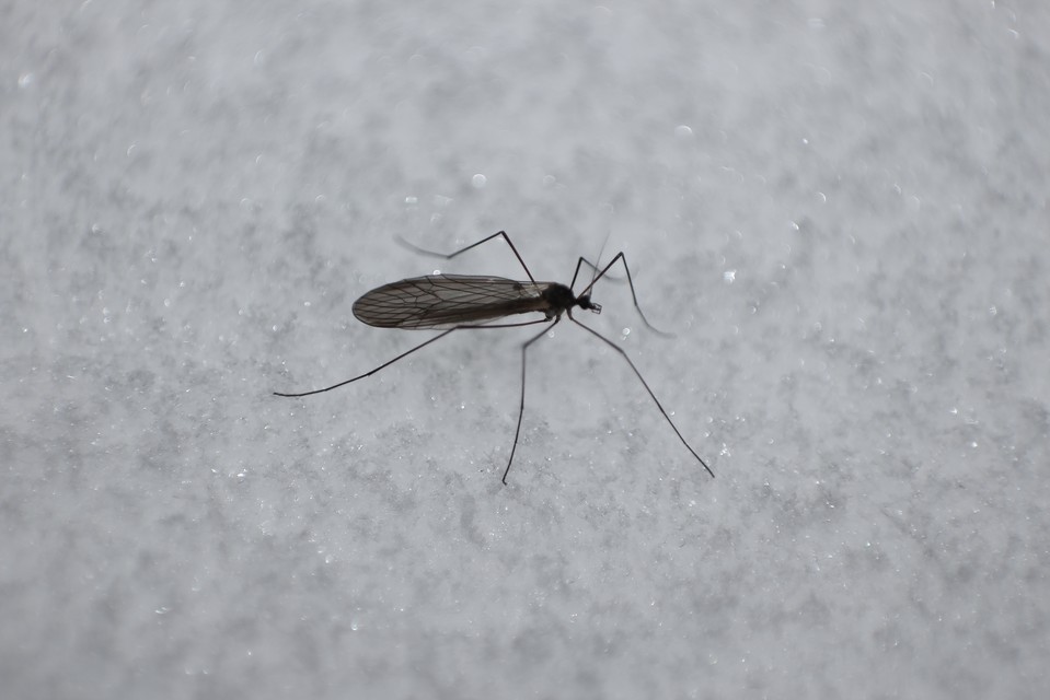 Trichocera