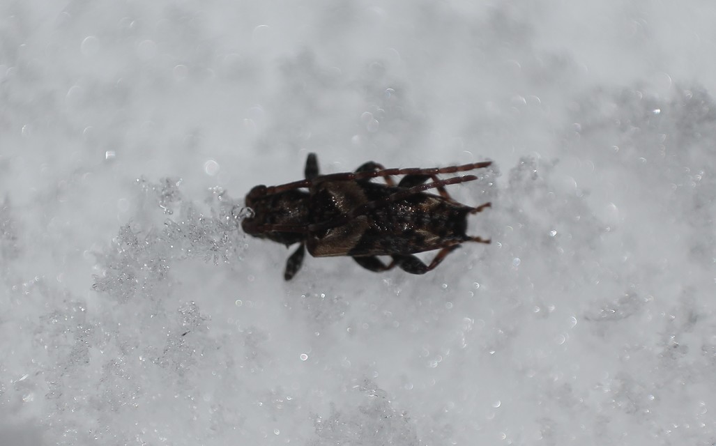 Pogonocherus hispidus - kéttövises ecsetcincér