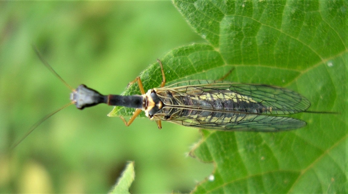 Raphidioptera - Tevenyakú-fátyolkák